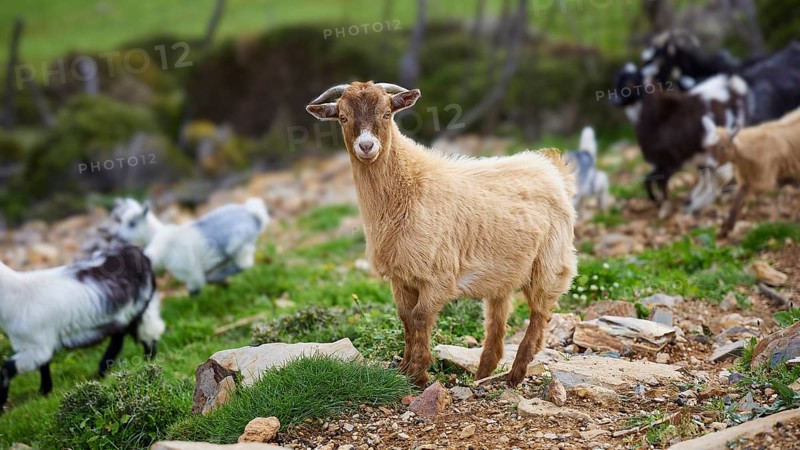 Beige goat standing attentively on rocky ground, surrounded by herd, sheep (e) or goat (n), ovis, caprae, Crete, Greek Islands, Greece, Europe