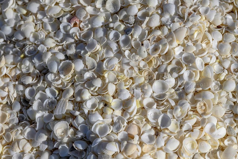 Cockles (Fragum erugatum) on Shell Beach, Hamelin Pool, Shire of Shark Bay, Western Australia, Australia, Oceania