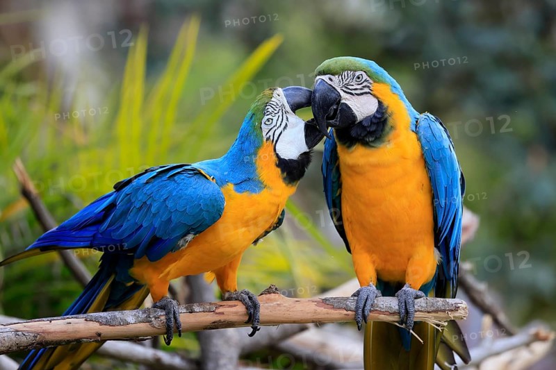 Yellow-breasted Macaw (Ara ararauna), adult, in perch, pair, social behaviour, South America