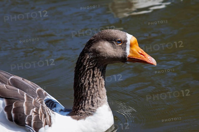 Grey goose (Anser anser) with blue eyes, Brittany, France, Europe