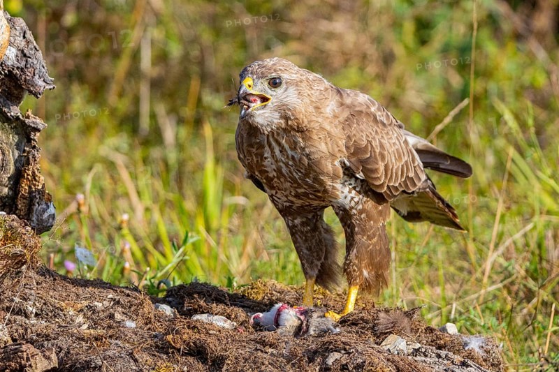 Common buzzard (Buteo buteo) Germany