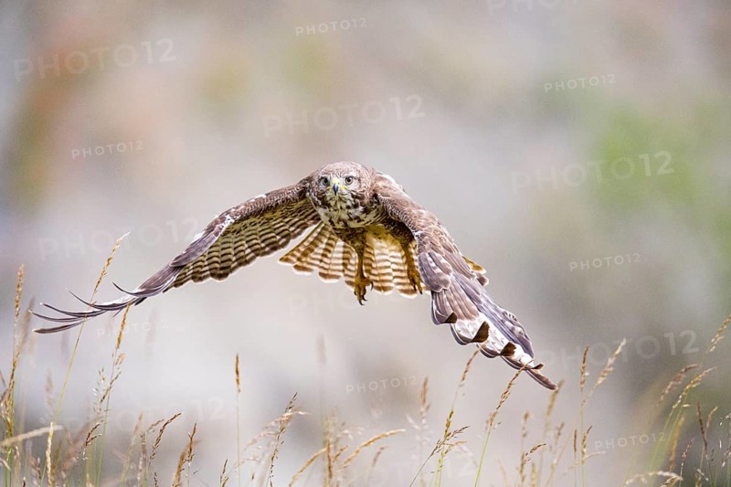 Common buzzard (Buteo buteo) Germany