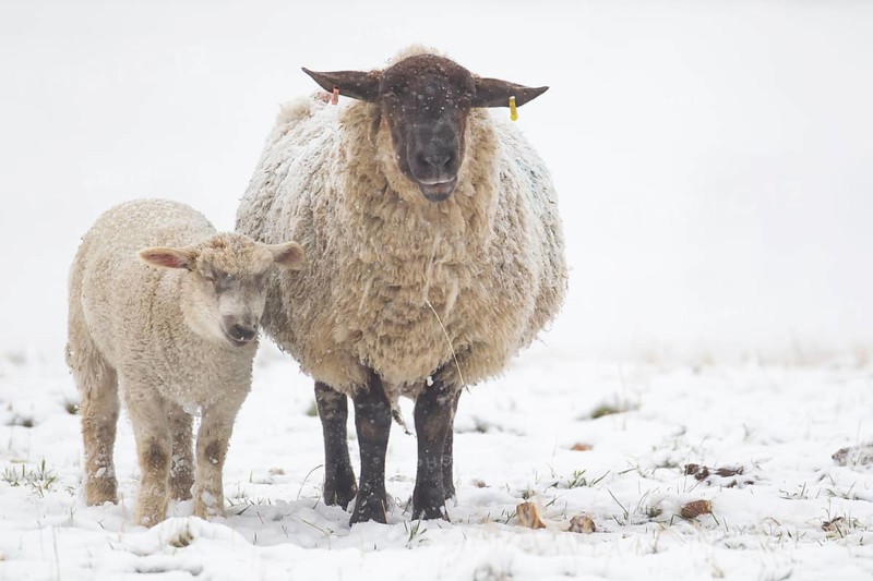 Domestic sheep (Ovis aries) adult mother ewe and juvenile baby lamb farm animals in a snow covered field in winter, England, United Kingdom, Europe