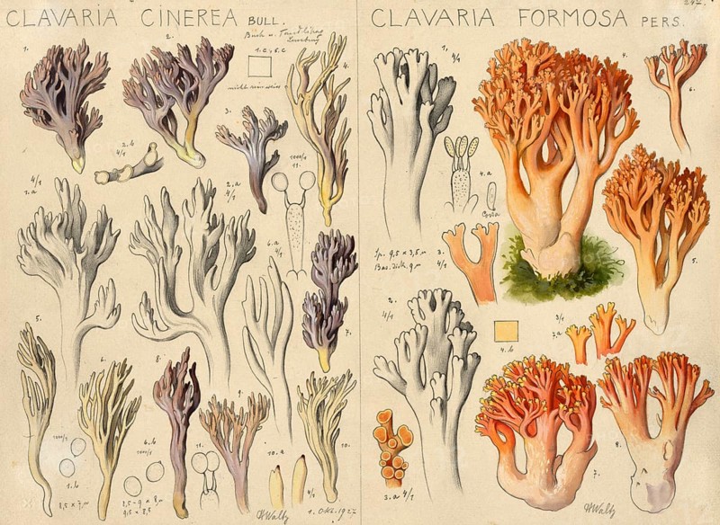 Mushroom, fungi, Clavaria cinerea, called grey coral, Grey Coral and pink coral mushroom or beautiful Clavaria, Ramaria formosa, syn. Clavaria formosa, authentic reproduction of an illustration by Hans Walty (1868-1948) from about 1915, historical