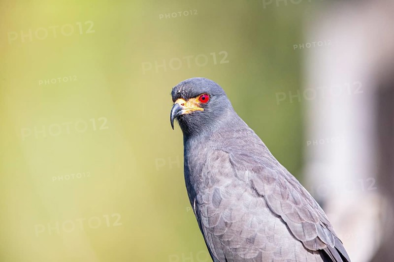 Snail Buzzard (Rostramus sociabilis) Pantanal Brazil