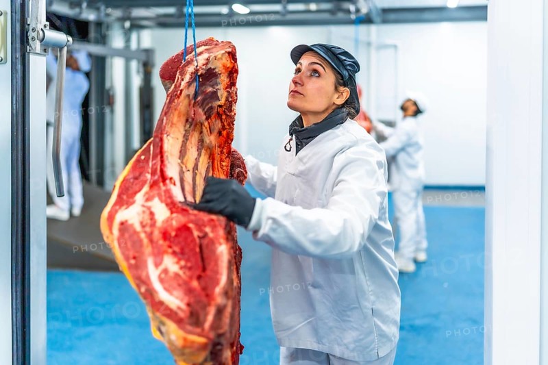 Cacuasian adult woman working in a meat factory transporting pieces of meat hanging in a cold room