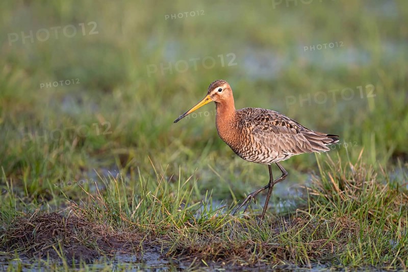 Black-tailed godwit (Limosa limosa), in a wet meadow, Ochsenmoor, Dümmer, Lemförde, Lower Saxony, Germany, Europe