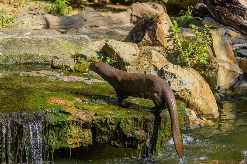 One giant otter or giant river otter (Pteronura brasiliensis) jumps out of the river onto a mossy rock at a little cascade