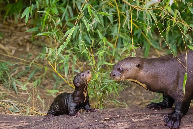 A two-year-old giant otter or giant river otter (Pteronura brasiliensis) cares for a 2-month-old sibling