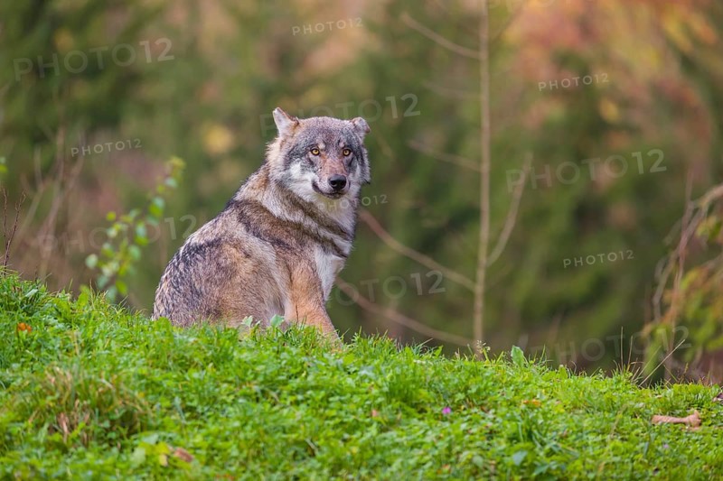 An adult male eurasian gray wolf (Canis lupus lupus) sits on a green meadow on hilly terrain, looking back. A common raven (Corvus coral) is sitting in a tree behind him