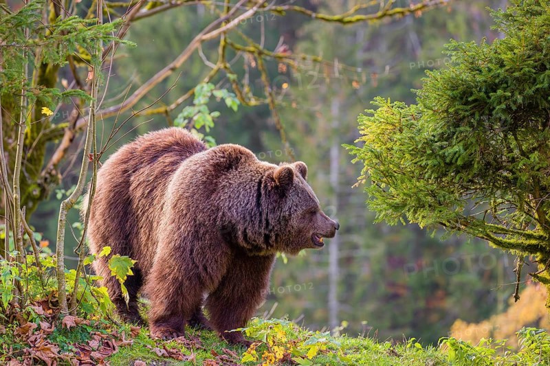 An adult female brown bear (Ursus arctos arctos) walks on a hilly terrain with trees and rocks