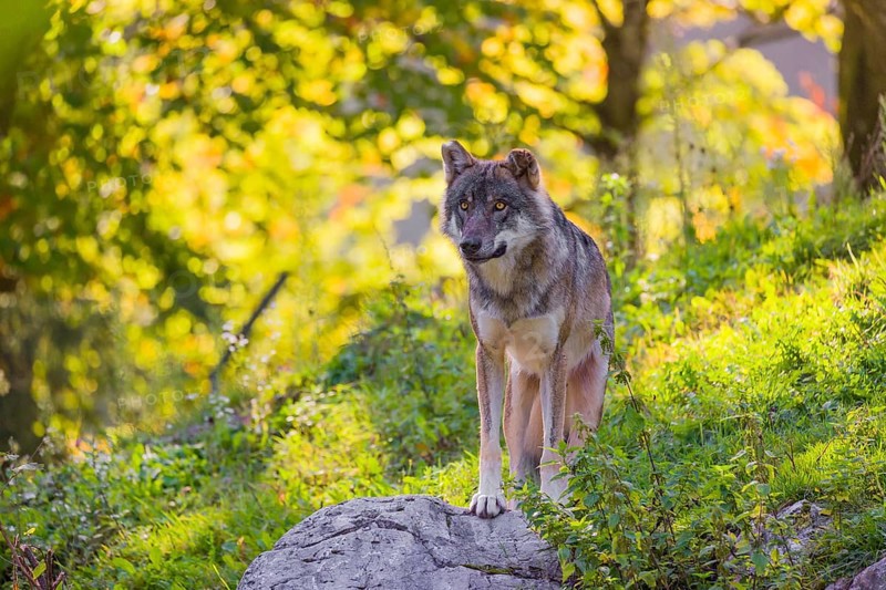 A eurasian gray wolf (Canis lupus lupus) stands on a hill with a colourful fall foliage in the background