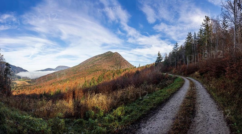 Forest road through the forest with a view of the Schwarzenberg, Puch bei Hallein, Osterhorngruppe, Salzburg province, Austria, Europe