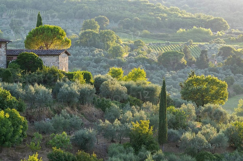 Tuscan landscape next to greve in Chianti and Montefioralle, country estate with vineyards, forests, olive trees and cypresses in Chianti, sunset, Chianti Region, Tuscany, Italy, Europe