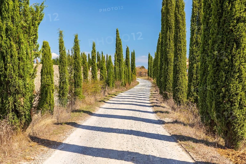 Avenue of cypress trees (Cupressus sempervirens) near Siena, Tuscany, Italy, Europe