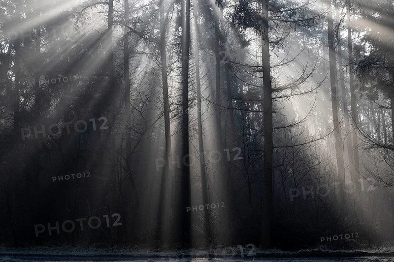 Rays of light in the forest, Emsland, Lower Saxony, Germany, Europe