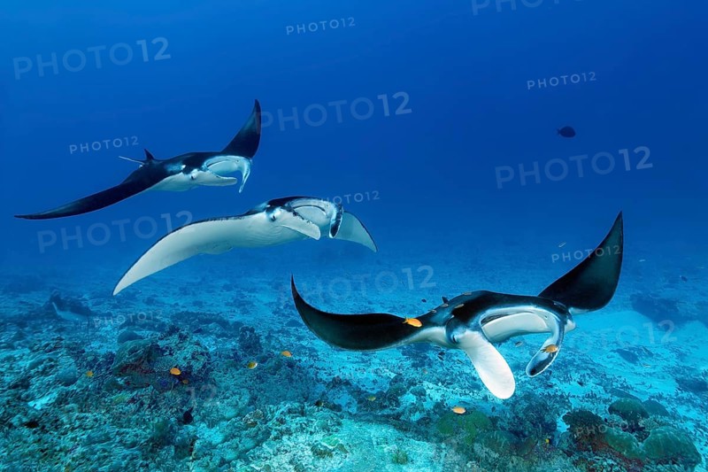 Three reef manta rays (Mobula alfredi), stingrays or whiptail rays (Dasyatidae), rays, swim one behind the other over the cleaning station at the reef channel, Great Barrier Reef, Unesco World Heritage Site, Coral Sea, Coral Sea, Pacific Ocean, Cairns, Queensland, Australia, Oceania