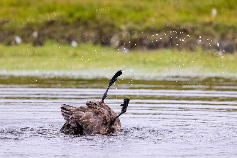 Great skua or skua (Stercorarius skua) bathing in a small pond, Shetland Islands, Great Britain
