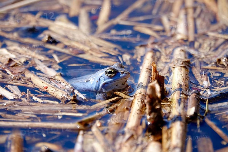 Male blue moor frog in the mating season, March, Saxony, Germany, Europe