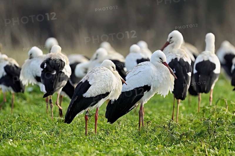 White storks (Ciconia ciconia), large flock standing in a meadow, Flachsee, Canton Aargau, Switzerland, Europe