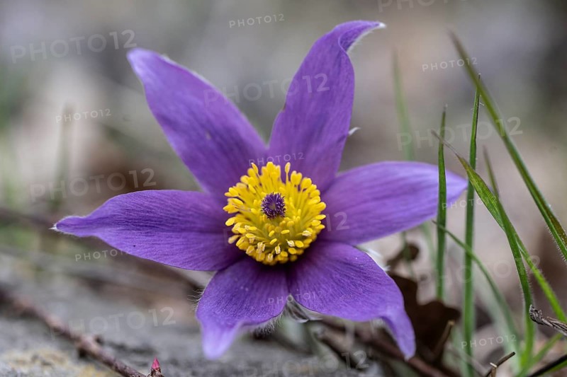 Pasque flower (Pulsatille vulgaris), Emsland, Lower Saxony, Germany, Europe