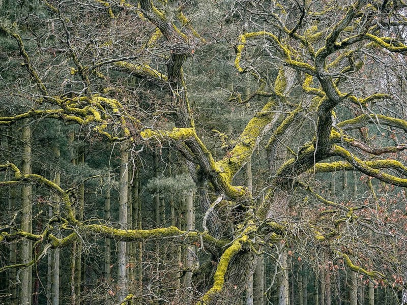 An oak overgrown with moss, Müritz National Park, Mecklenburg-Western Pomerania, Germany, Europe