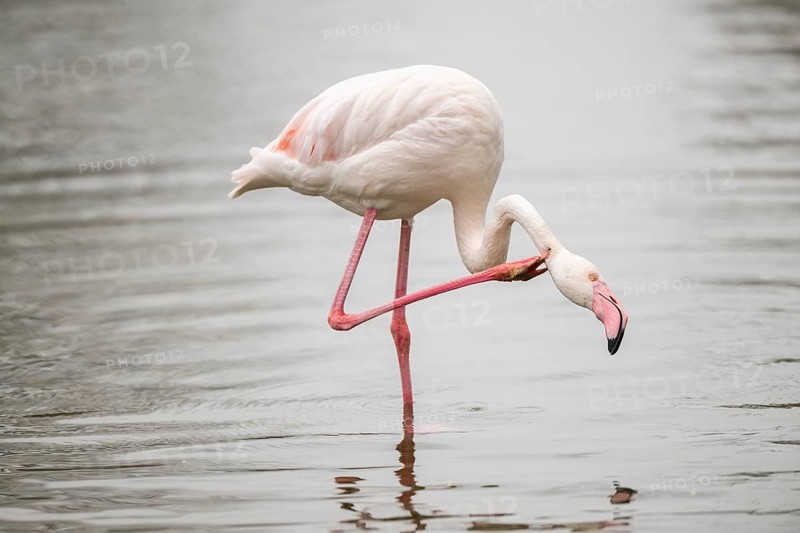 Greater Flamingo (Phoenicopterus roseus) standing in the water, captive, Germany, Europe