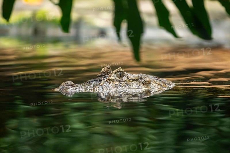 Saltwater crocodile (Crocodylus porosus) swimming in the water, captive