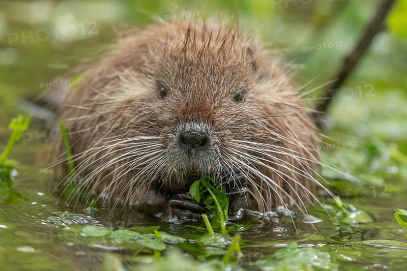 A small brown animal with a long snout is eating grass in a pond. It has a long tail and is partially submerged in the water. Nutria, coypu (Myocastor coypus) . Bas Rhin, Alsace, France, Europe