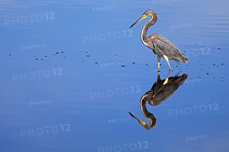 Tricoloured Heron (Egretta tricolor), adult, in the water, foraging, Merritt Island, Black Point Wildlife Drive, Florida, USA, North America