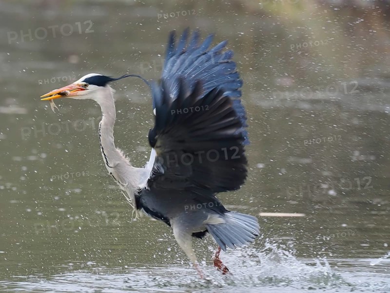 A grey heron (Ardea cinerea) spreads its wings while walking in the water and holding a fish in its beak, Hesse, Germany, Europe