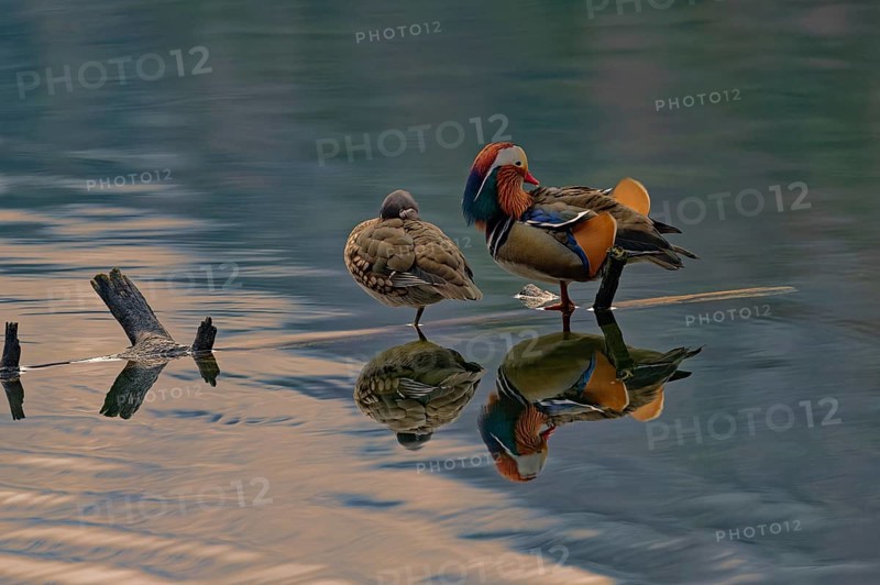 Mandarin ducks (Aix galericulata), pair, resting on tree trunk, reflection, Hechtsee, Kufstein, Tyrol, Austria, Europe