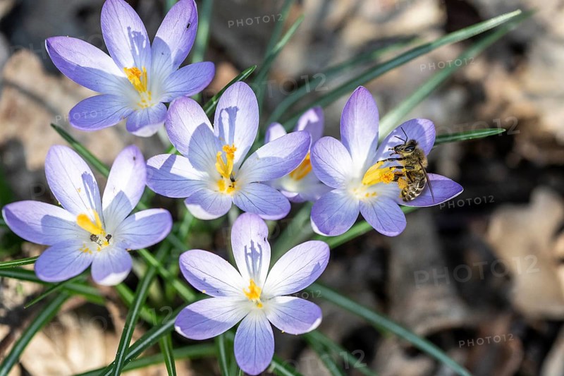 Elfin crocus (Crocus tommasinianus) with honey bee (Apis mellifera), Emsland, Lower Saxony, Germany, Europe