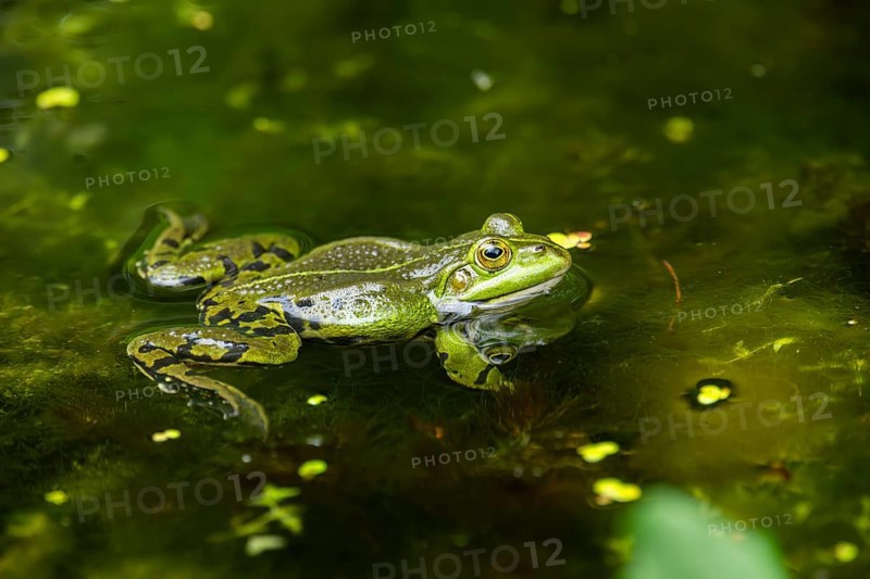Edible frog (Pelophylax esculentus) in a little lake in the water, Bavaria, Germany, Europe