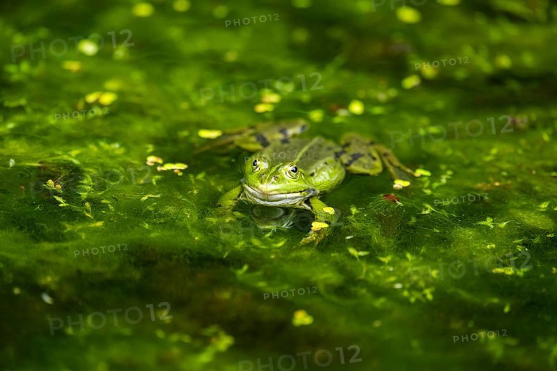 Edible frog (Pelophylax esculentus) in a little lake in the water, Bavaria, Germany, Europe