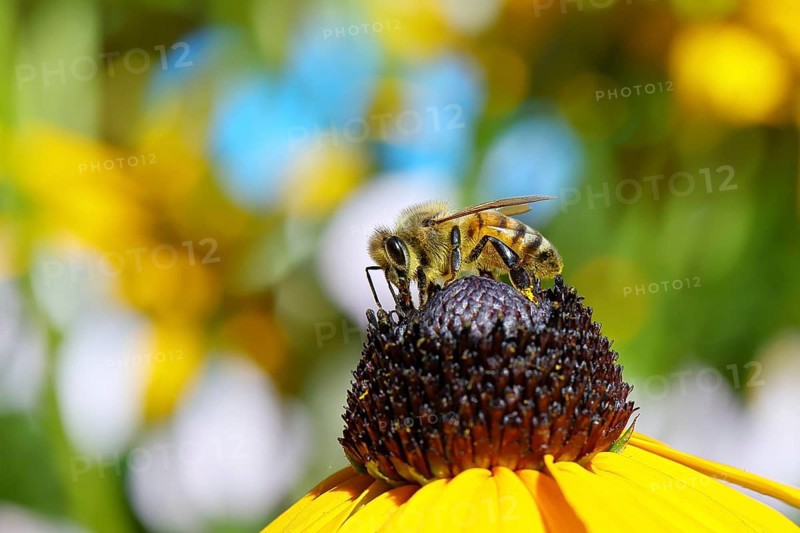European honey bee (Apis mellifera), collecting nectar from a yellow coneflower (Echinacea paradoxa), close-up with bokeh in the background, macro photograph, Wilnsdorf, North Rhine-Westphalia, Germany, Europe
