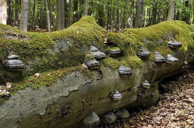 Tinder fungus, (Fomes fomentarius) tree fungus on a beech, (Fagus) deadwood in Reinhardswald, Hesse, Germany, Europe