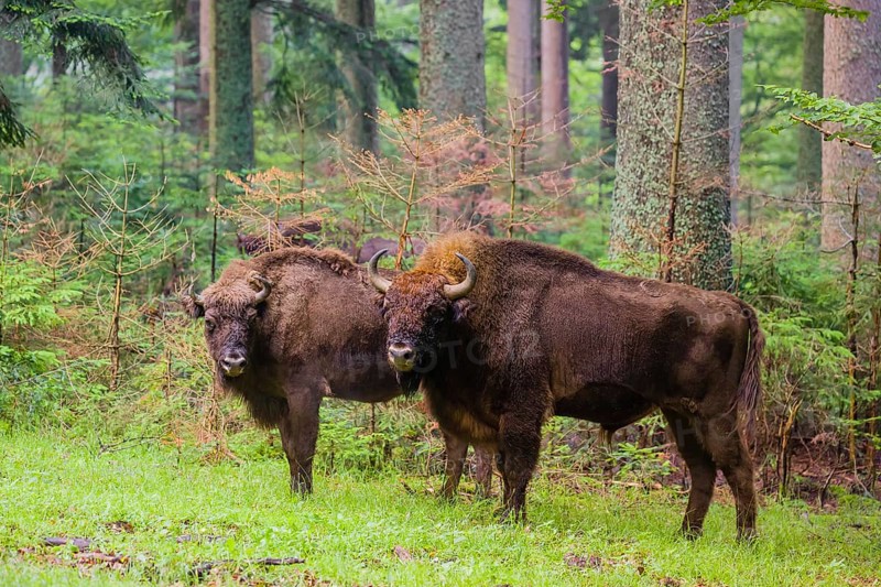 An adult male and female European bison (Bison bonasus) stand in a clearing in a dense forest