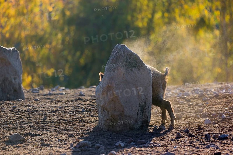 A wild boar or wild pig (Sus scrofa), scratches himself at a big stone. In the background you can see a forest in the fall foliage