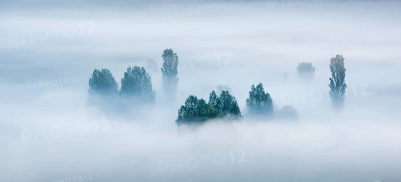 Morning fog, trees rising out of the fog, Unstruttal, Freyburg (Unstrut), Saxony-Anhalt, Germany, Europe