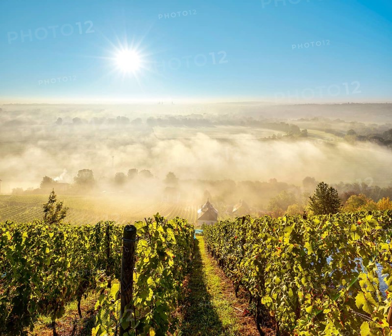 Vineyard with vineyard house in the morning light, view over landscape with morning fog in the Saale valley near Naumburg, sun shines from the blue sky, Naumburg, Burgenlandkreis, Saxony-Anhalt, Germany, Europe
