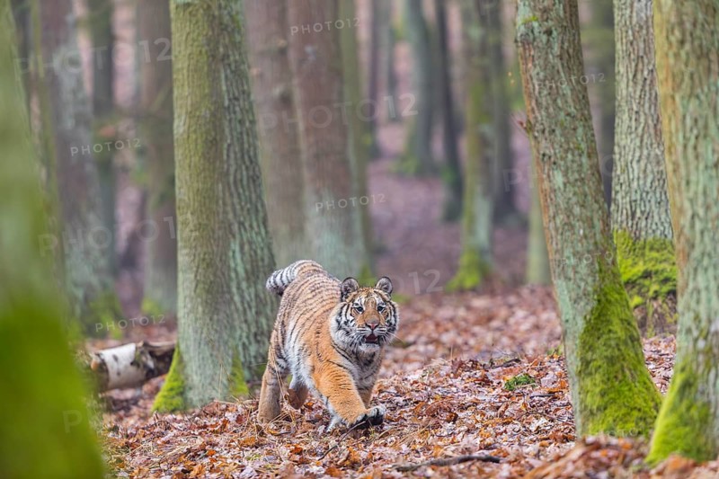 One young female Siberian Tiger, Panthera tigris altaica, running thru a forest