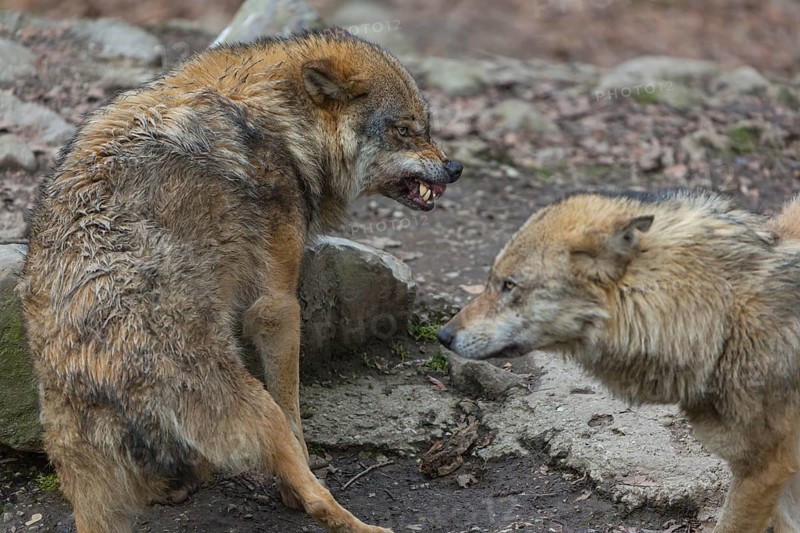 Social behaviour between two adult eurasian gray wolves (Canis lupus lupus), showing hierarchy