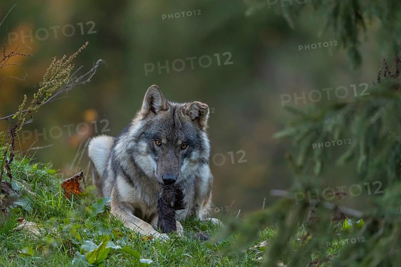 One eurasian gray wolf (Canis lupus lupus) lying on a hill, chewing on a piece of fur. A green forest in the background