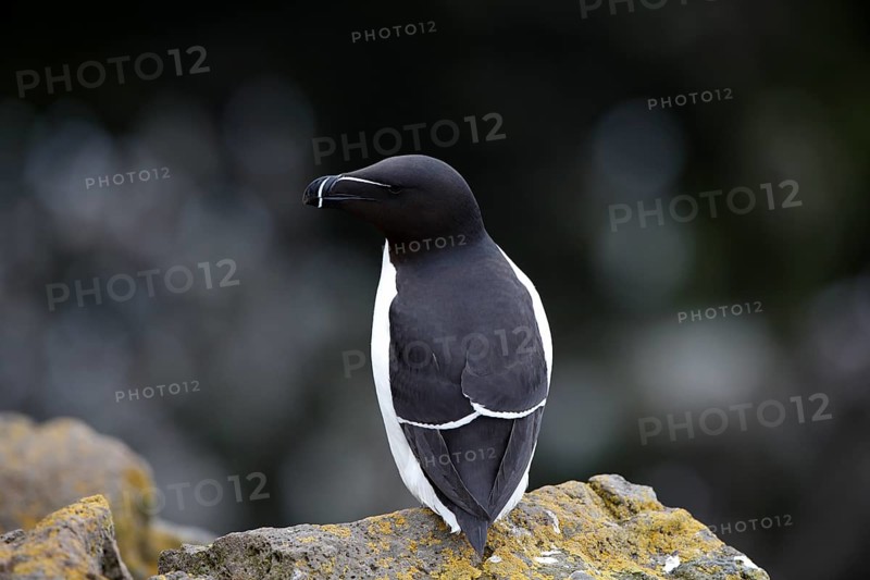One Razorbill (Alca torda) standing on a coastal cliff in Latrabjarg, Iceland, Europe