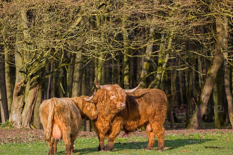 One Highland bull and a cow (Bos (primigenius) taurus) stand on a pasture at a forest edge