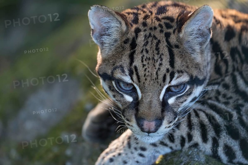 One Ozelot, Leopardus pardalis, frontal portrait with green vegetation in the background