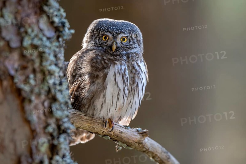 Pygmy Owl (Glaucicium passerinum), sitting on the branch of a tree, Pirchner Ast, Schwaz, Tyrol, Austria, Europe