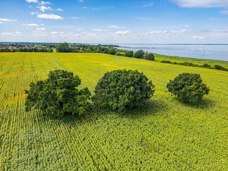 Aerial view, drone photo: Field with sunflowers and four trees, Ueckermünde, Szczecin Lagoon, Mecklenburg-Western Pomerania, Germany, Europe
