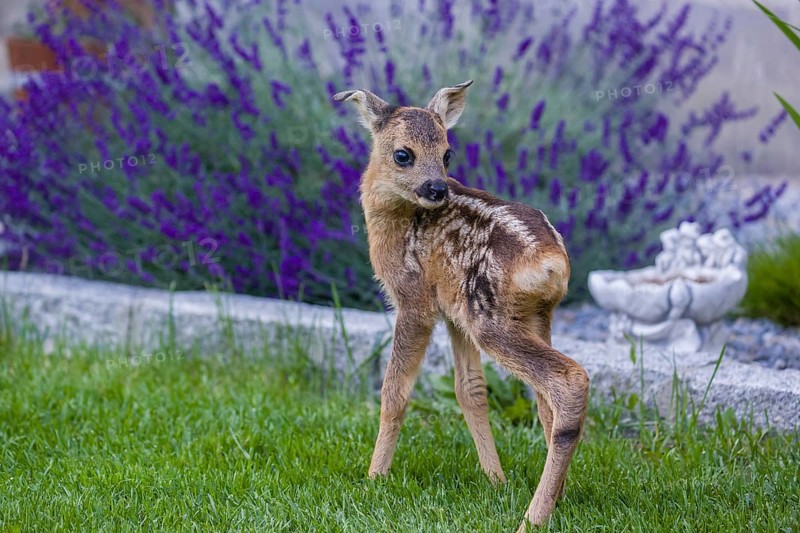 A fawn (Capreolus capreolus), standing in a garden. Hand raised orphan